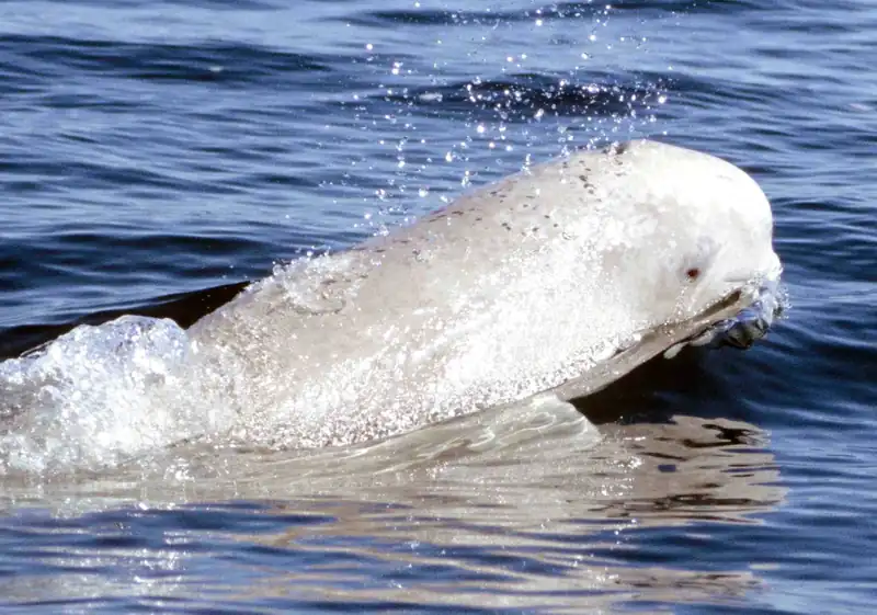 A white beluga surfacing, water streaming off its rounded head.