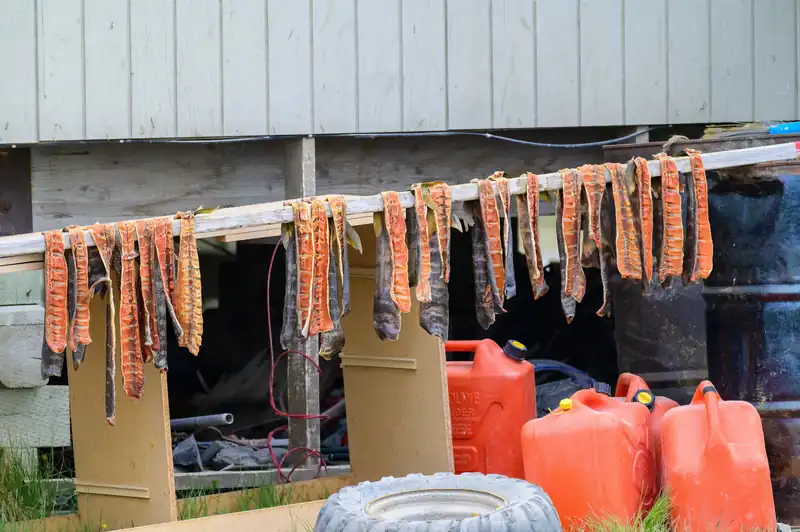 Split Arctic char hanging to dry on a rack outside a house in Ulukhaktok.