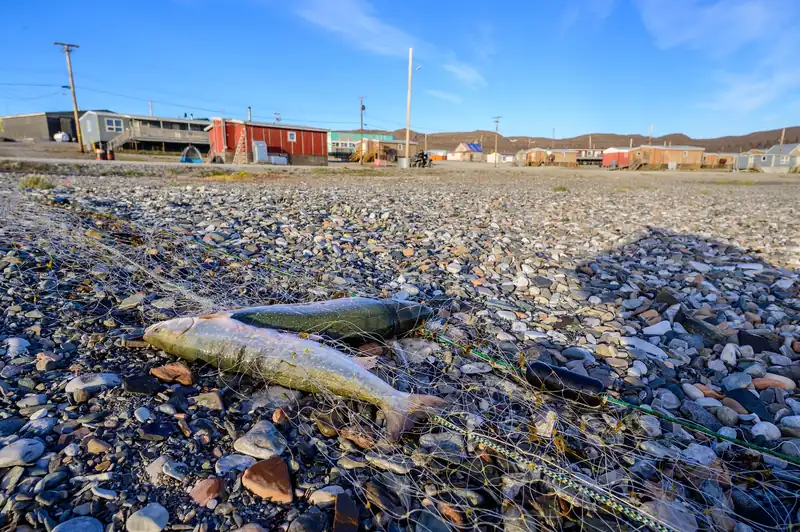 Two Arctic char lying in a net on the stony beach at Ulukhaktok, with houses behind.
